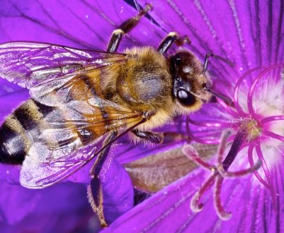 Пасічники Тернопільської області лягали під колеса трактора, щоб захистити від загибелі бджіл