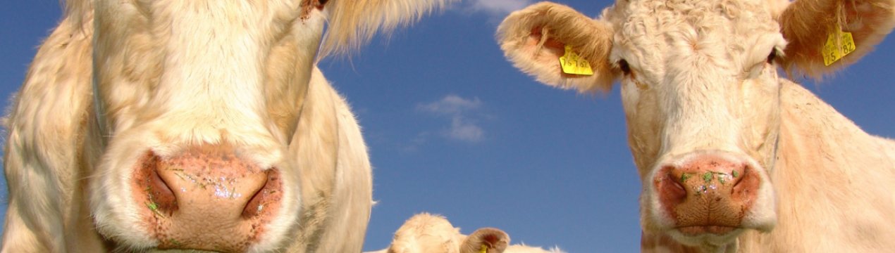 Uman Labs розробив портативну мікробіологічну лабораторію для молочних ферм України