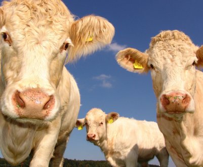 Uman Labs розробив портативну мікробіологічну лабораторію для молочних ферм України