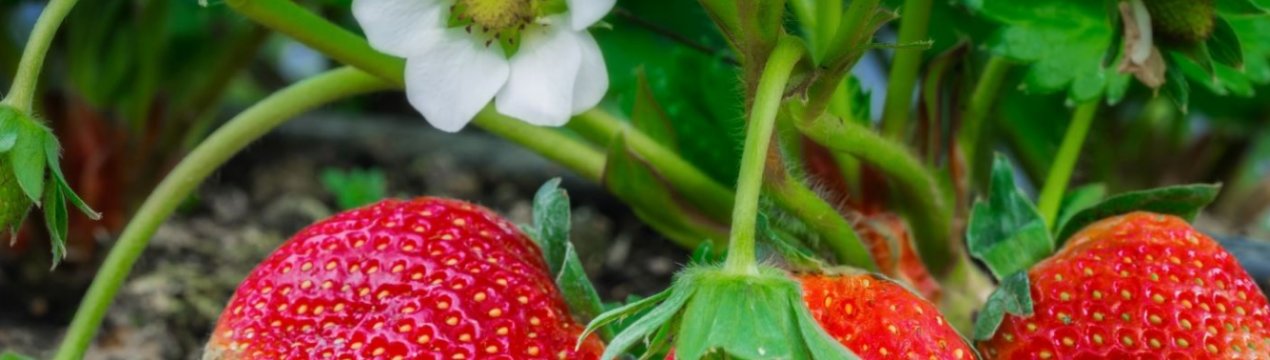 Імпортом української садової полуницею зацікавилися країни Європи