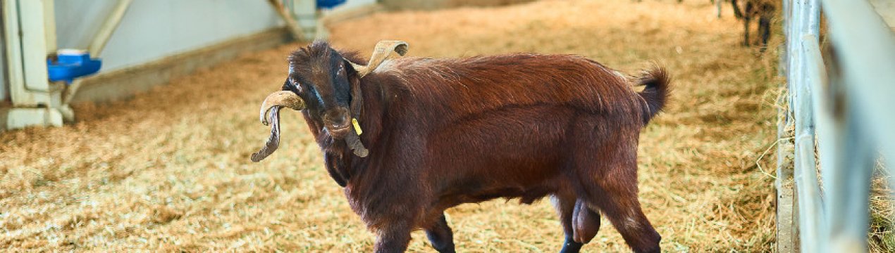 Дамаська коза породи шамі: характеристика та особливості розведення в домашніх умовах