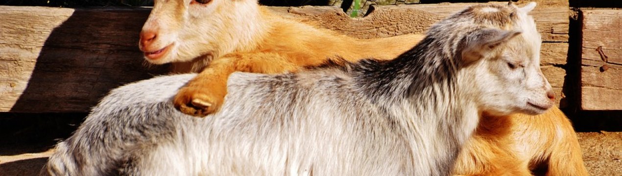 Селяни України відмовляються від вирощування кіз