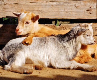 Селяни України відмовляються від вирощування кіз