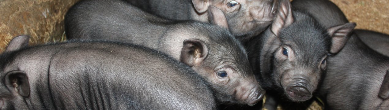 Африканська чума свиней продовжує распостраняться за північ В'єтнаму