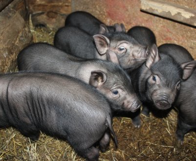 Африканська чума свиней продовжує распостраняться за північ В'єтнаму