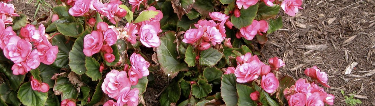 Бегонія вечноцветущая: опис сортів, посадка і догляд в домашніх умовах