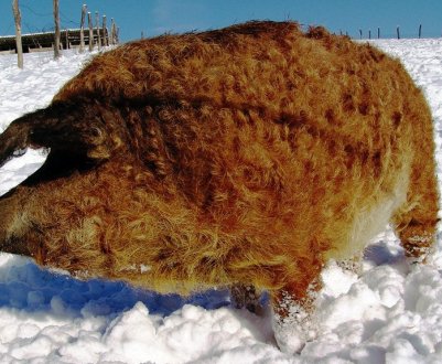 Угорська мангалиця