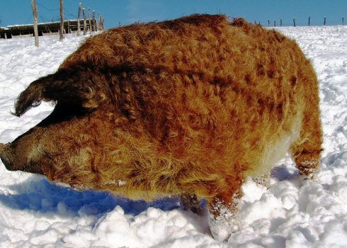 Угорська мангалиця