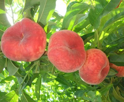 Правила посадки і особливості догляду за інжировим персиком сорти Сатурн