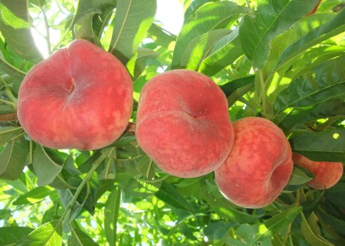 Правила посадки і особливості догляду за інжировим персиком сорти Сатурн