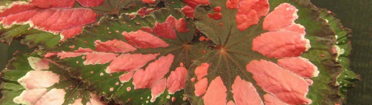 Кімнатна рослина бегонія королівська: види і опис, догляд в домашніх умовах