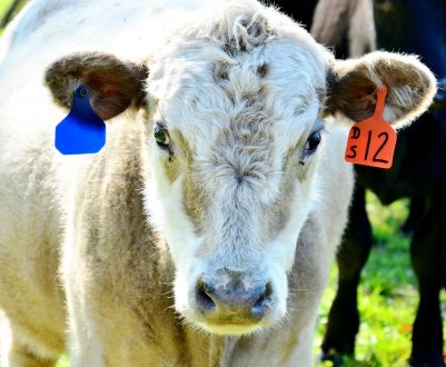 Нижегородські скотарі перевершують самих себе