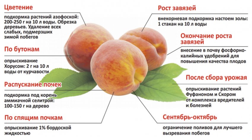 Правила подкормки персиков