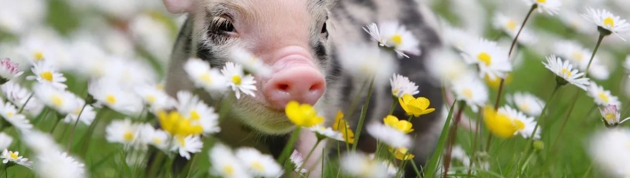 Курські свинарі готові привітати десять тисяч поросят