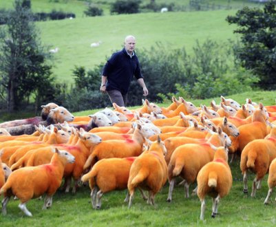 Фермерські профспілки Великобританії намічають порядок денний на майбутнє
