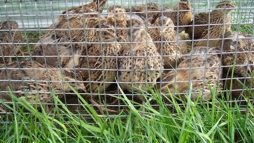 Перепелы в домашніх умовах