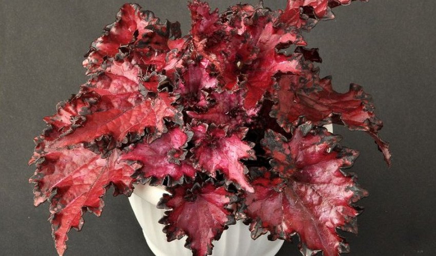 Dollar Down Dollar Down