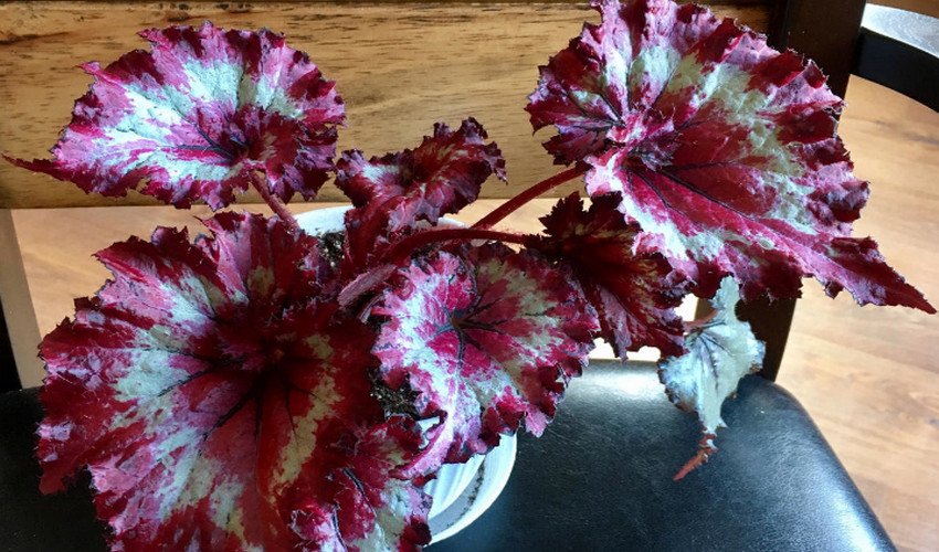 Бегонія королівська Бегонія королівська