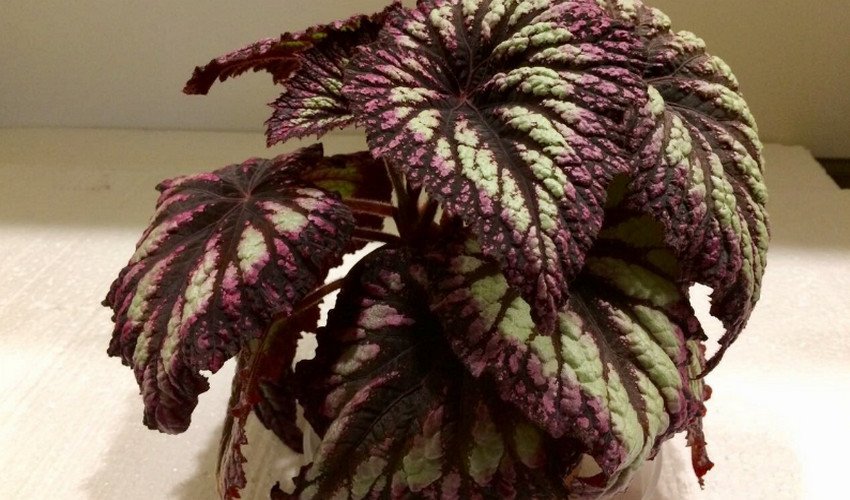 Бегонія королівська Бегонія королівська