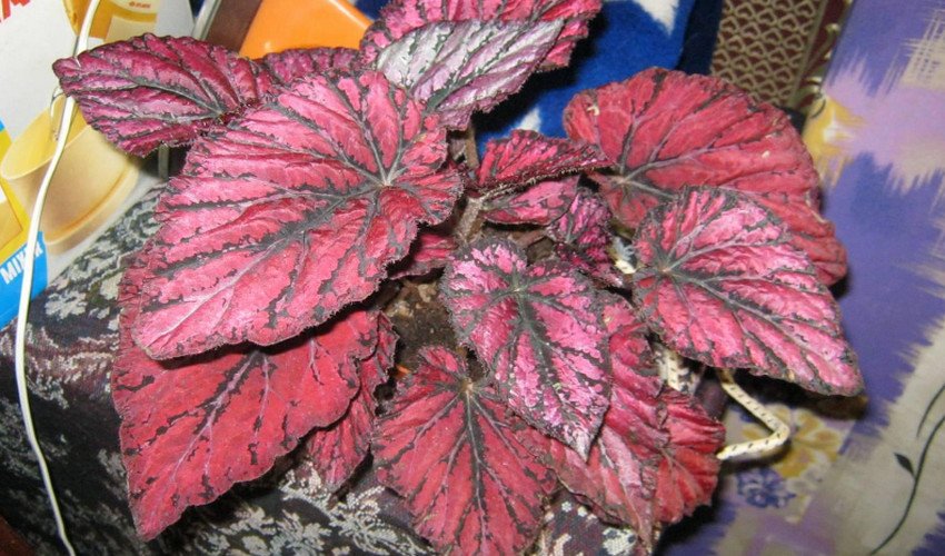 Бегонія королівська Бегонія королівська