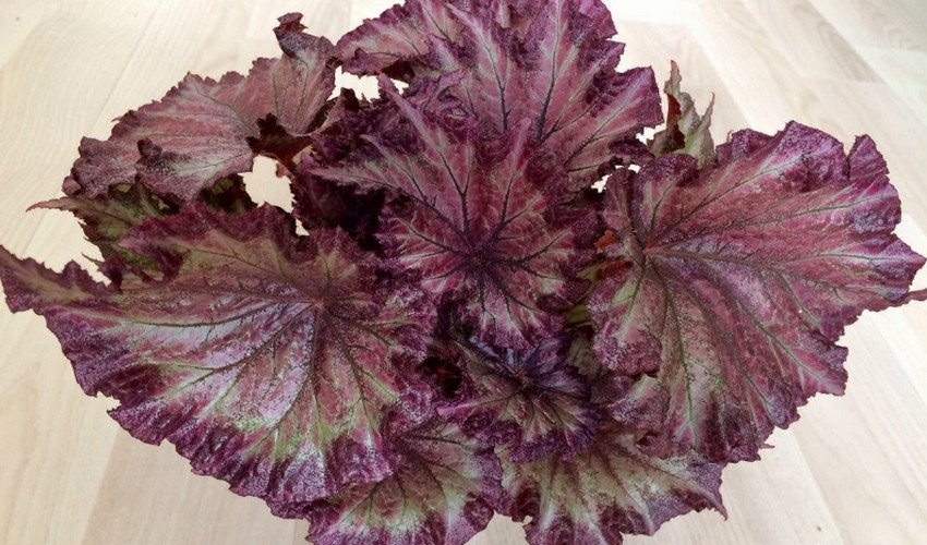 Бегонія королівська Бегонія королівська