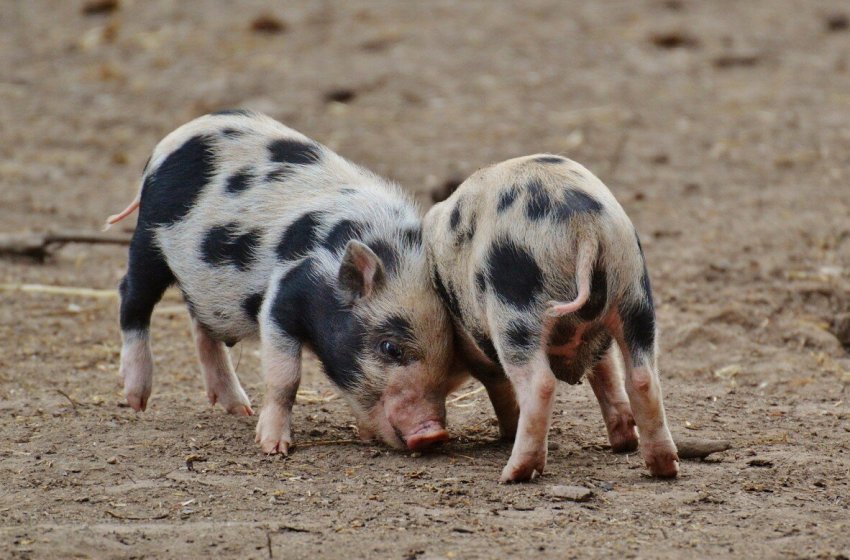 Ще один випадок АЧС був виявлений в Київській області Ще один випадок АЧС був виявлений в Київській області