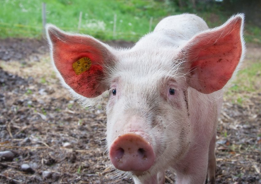 Ще один випадок АЧС був виявлений в Київській області Ще один випадок АЧС був виявлений в Київській області