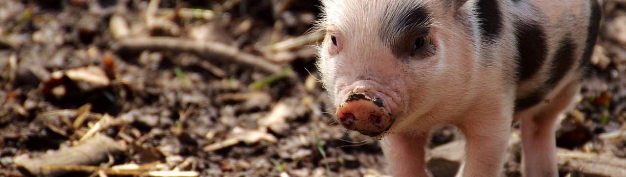 Ще один випадок АЧС був виявлений в Київській області