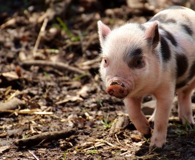 Ще один випадок АЧС був виявлений в Київській області