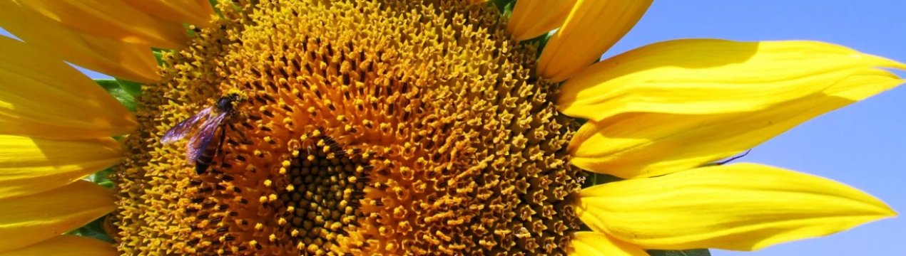 Погода не дозволяє українським аграріям вчасно завершити сівбу пізніх ярих культур