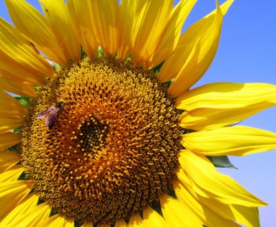 Погода не дозволяє українським аграріям вчасно завершити сівбу пізніх ярих культур