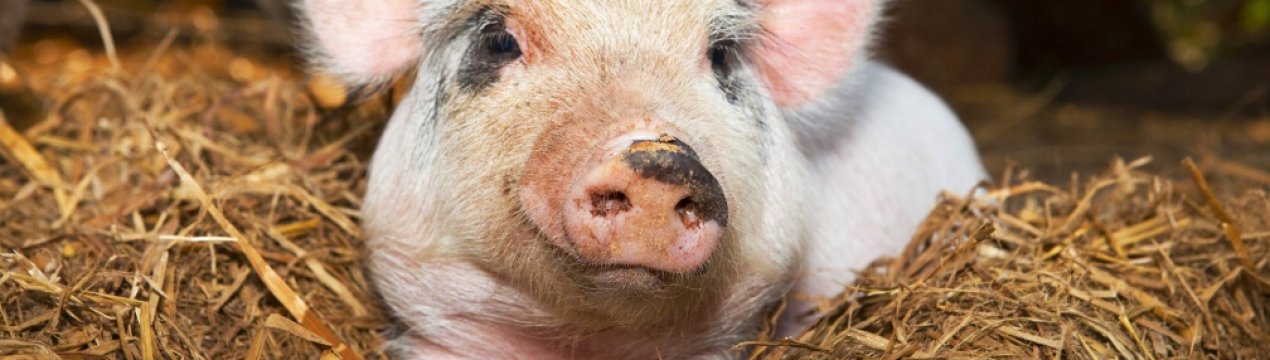 Новий план допомоги Трампа для американських фермерів