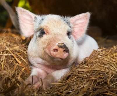 Новий план допомоги Трампа для американських фермерів 