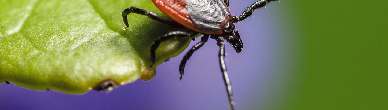 Красноярських фермерів попередили про атаку кліщів