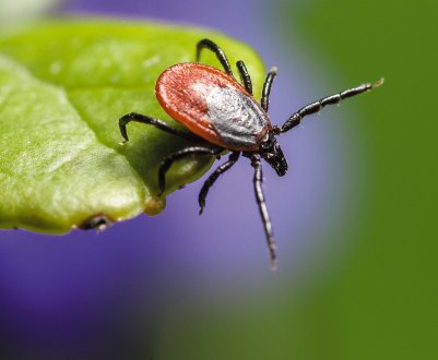 Красноярських фермерів попередили про атаку кліщів