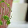 Цветение и опыление клубники. . Цветение и опыление клубники фото. Цветение и опыление клубники-. картинка Цветение и опыление клубники. картинка . Любители сладких ягод клубники с нетерпением ждут сезона. Однако чтобы вырастить хороший урожай, нужно вооружиться определенными садоводческими знаниями по уходу за ягодой. К примеру, понимать, как опыляется клубника.