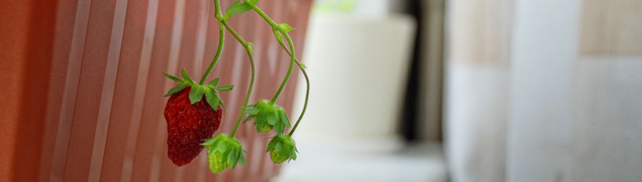 Як вирощувати полуницю будинку цілий рік
