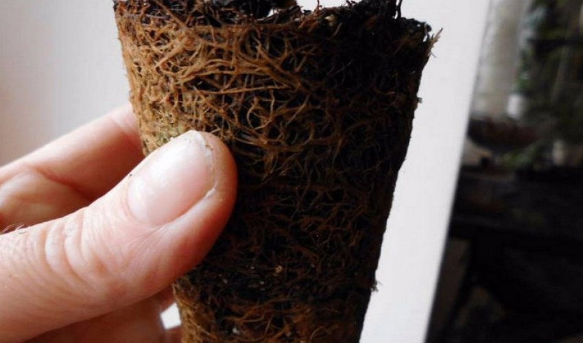 Коріння бегонії Коріння бегонії