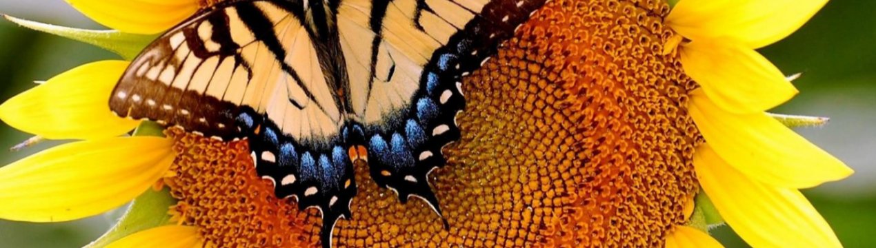 Хлібороби Прикарпаття не можуть вийти на поля і городи з-за дощів