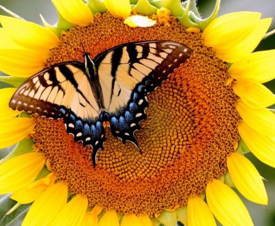 Хлібороби Прикарпаття не можуть вийти на поля і городи з-за дощів