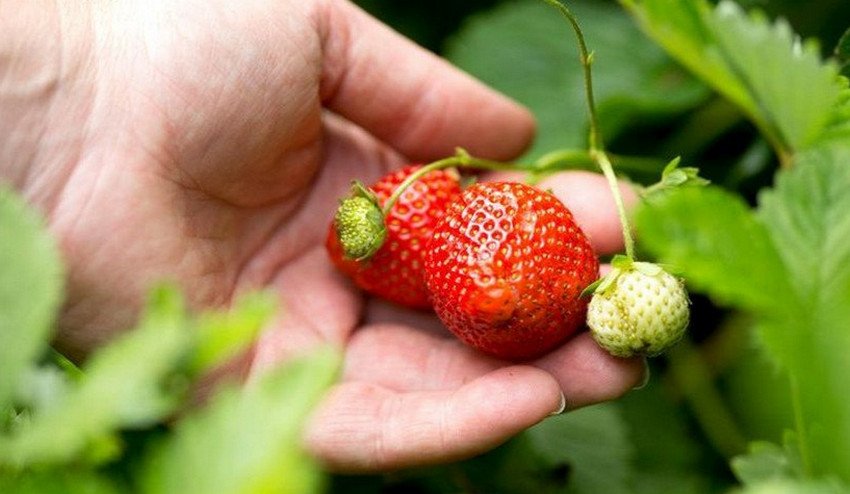 Полуниці Королева Єлизавета