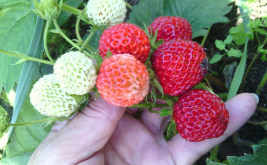 Полуниця Осіння забава