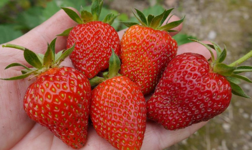 Полуниця Деснянка