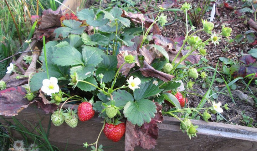 Полуниця Гора Еверест