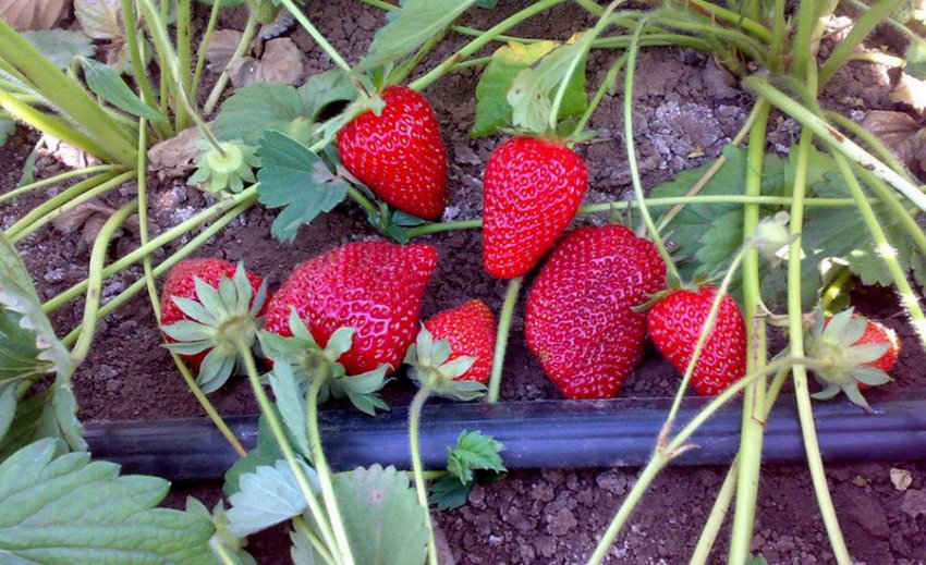 Полуниця Роксана