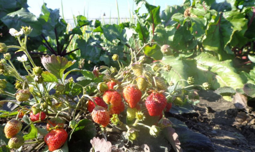 Полуниця Кримська ремонтантна