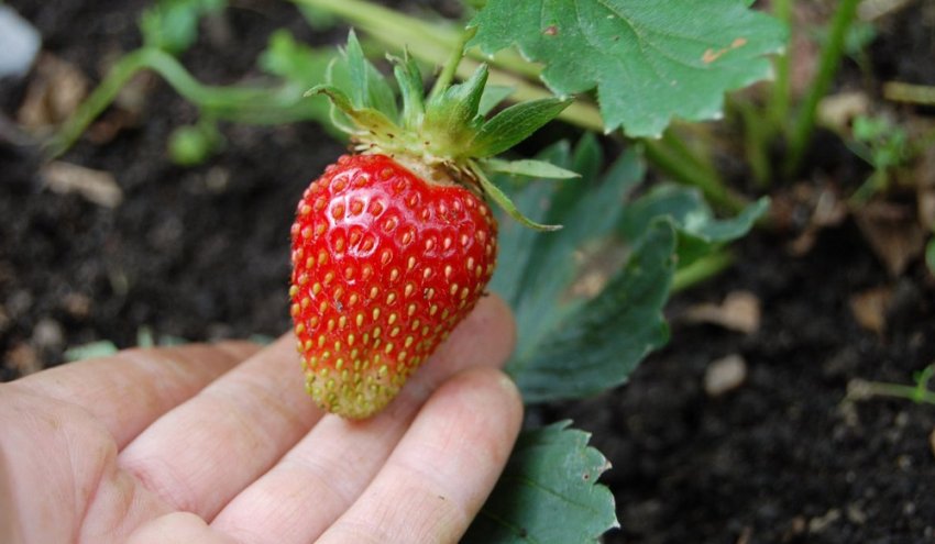 Полуниця Брайтон