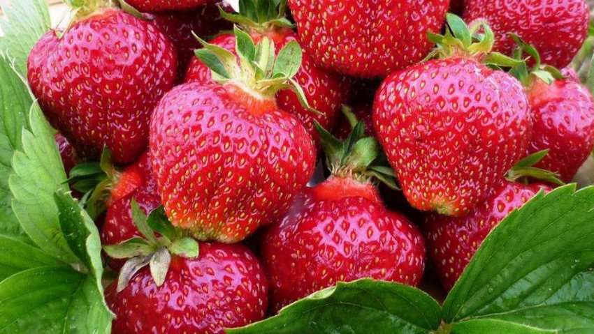 Полуниці Фестивальна