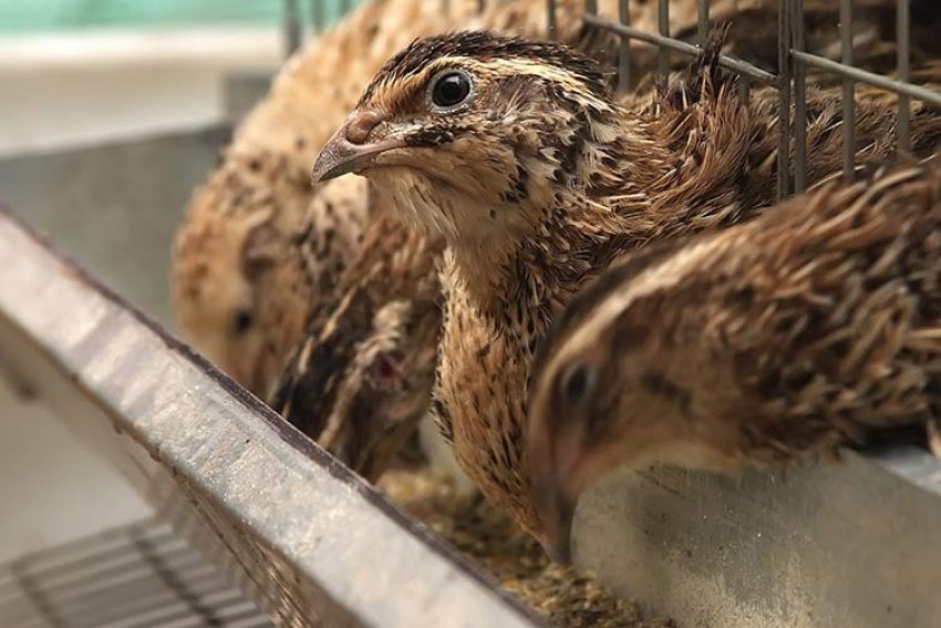 Відгодівлю