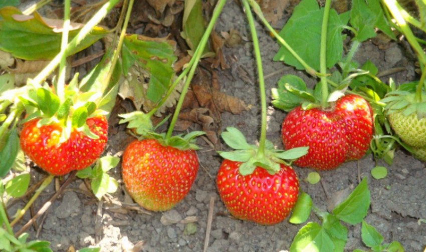 Полуниця Трістар